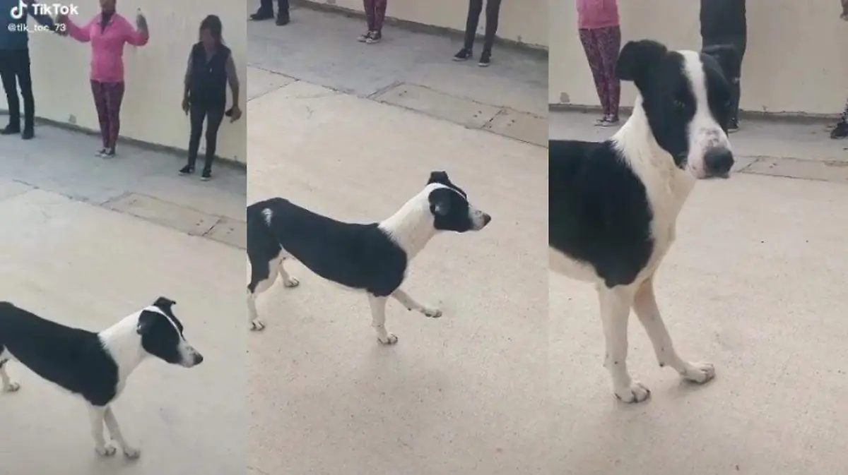 Perrito imita rutina de ejercicios 2